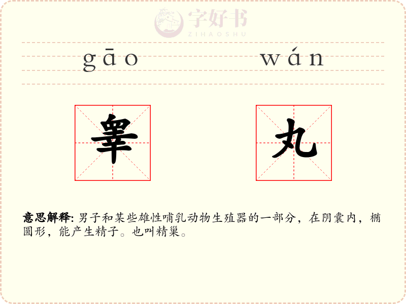 睾丸
