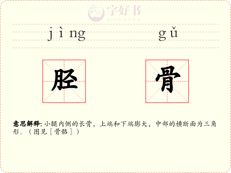 胫骨