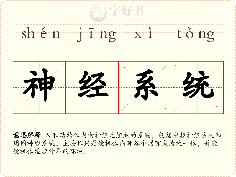 神经系统