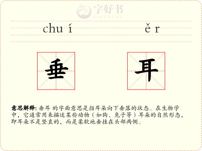 垂耳
