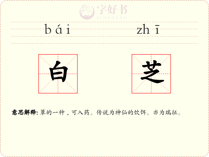 白芝