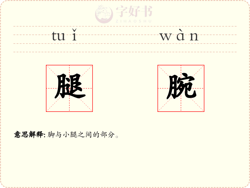 腿腕