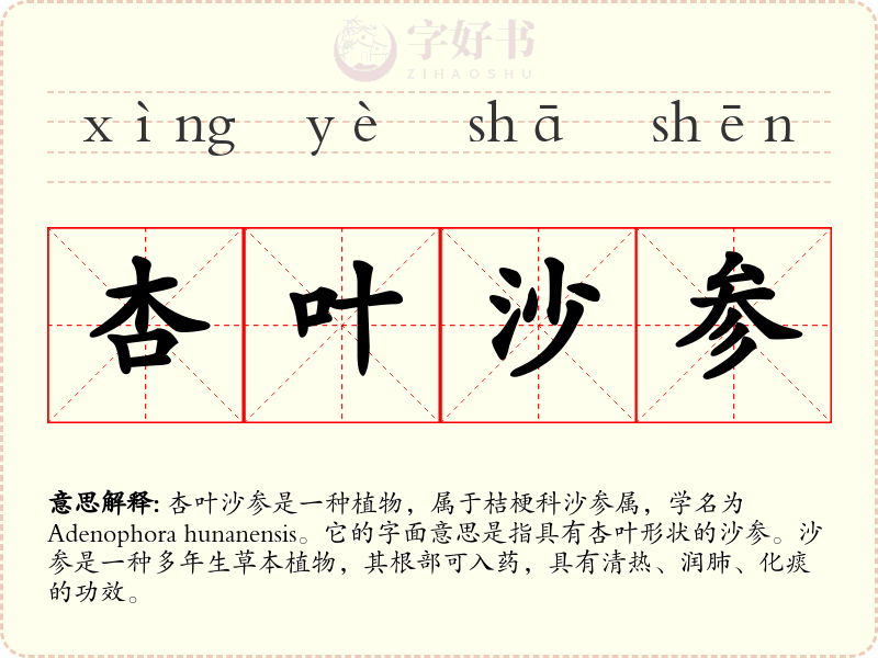 杏叶沙参