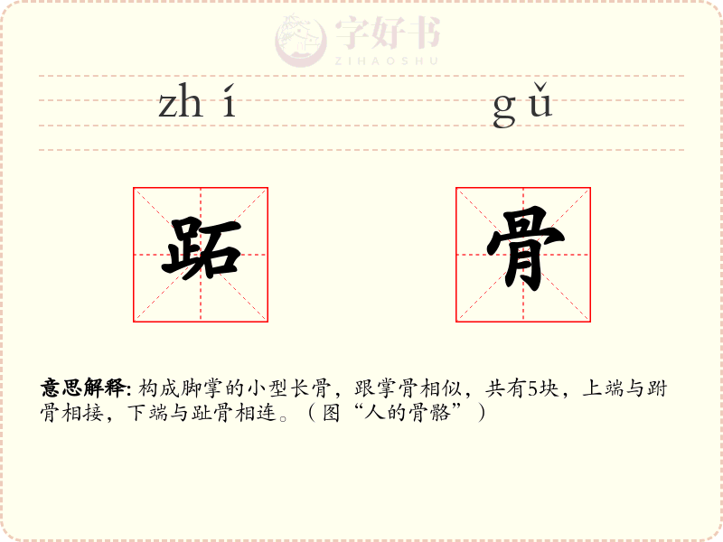 跖骨