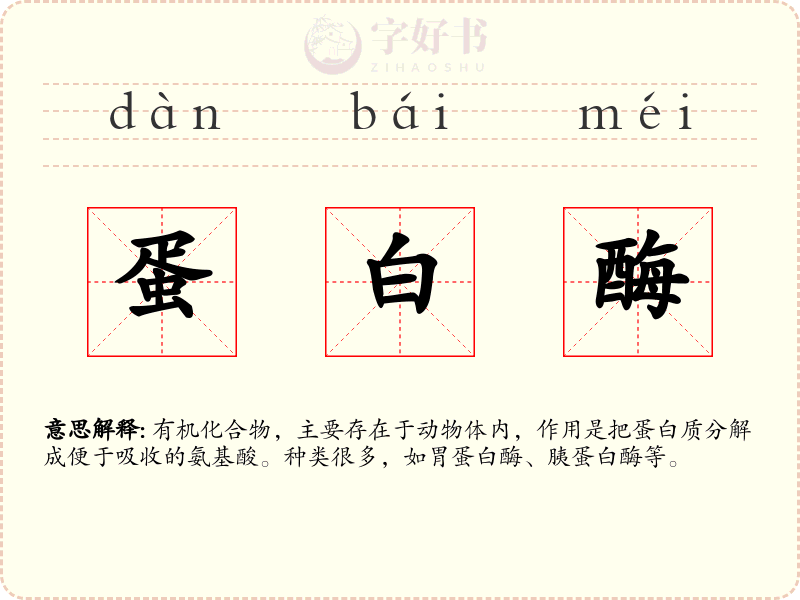 蛋白酶