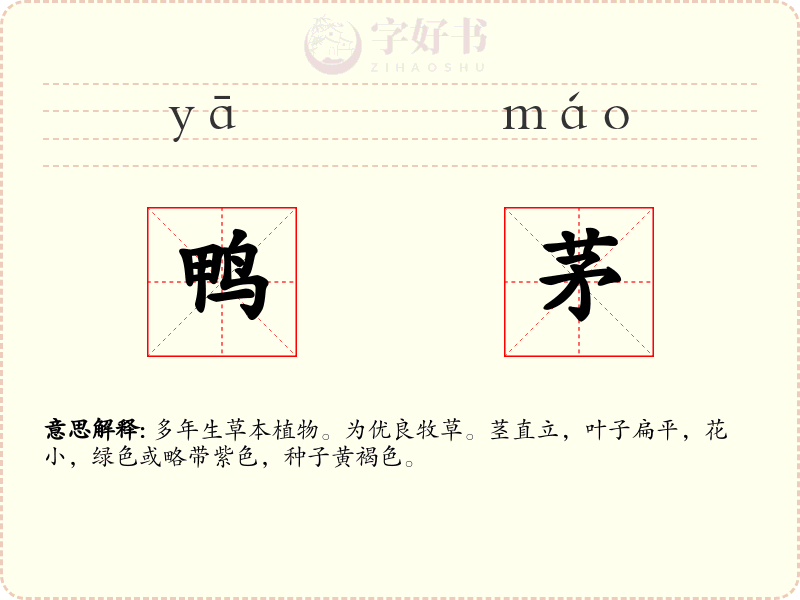 鸭茅