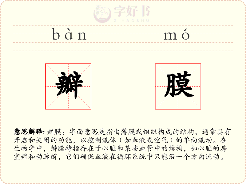 瓣膜