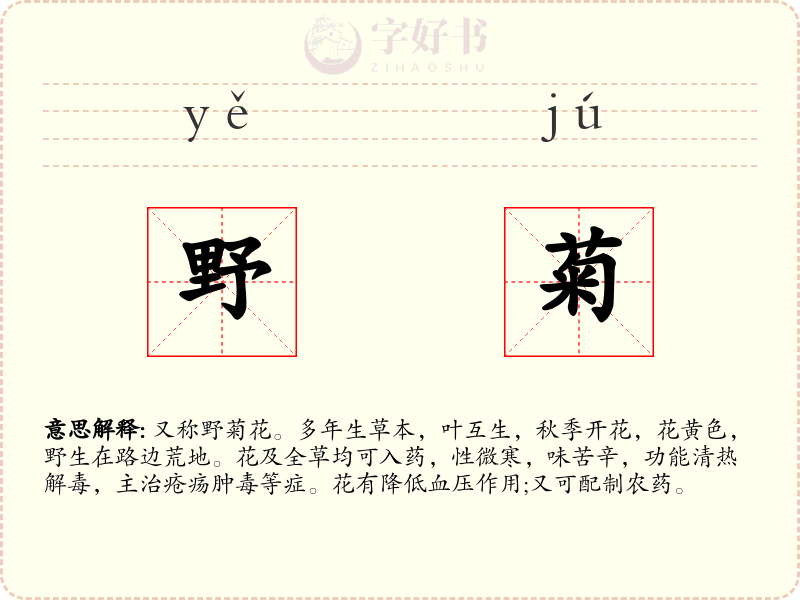 野菊