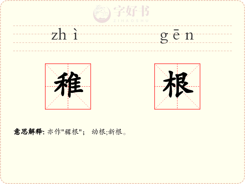 稚根