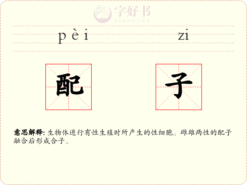 配子