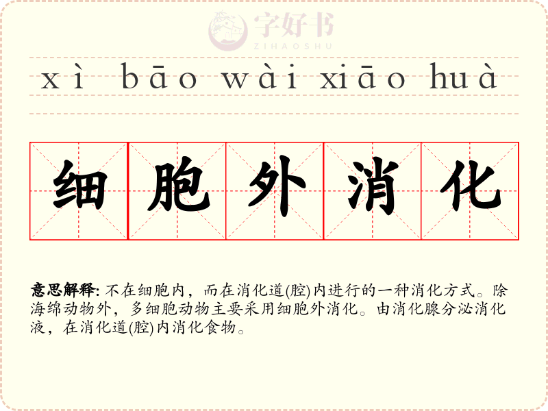 细胞外消化