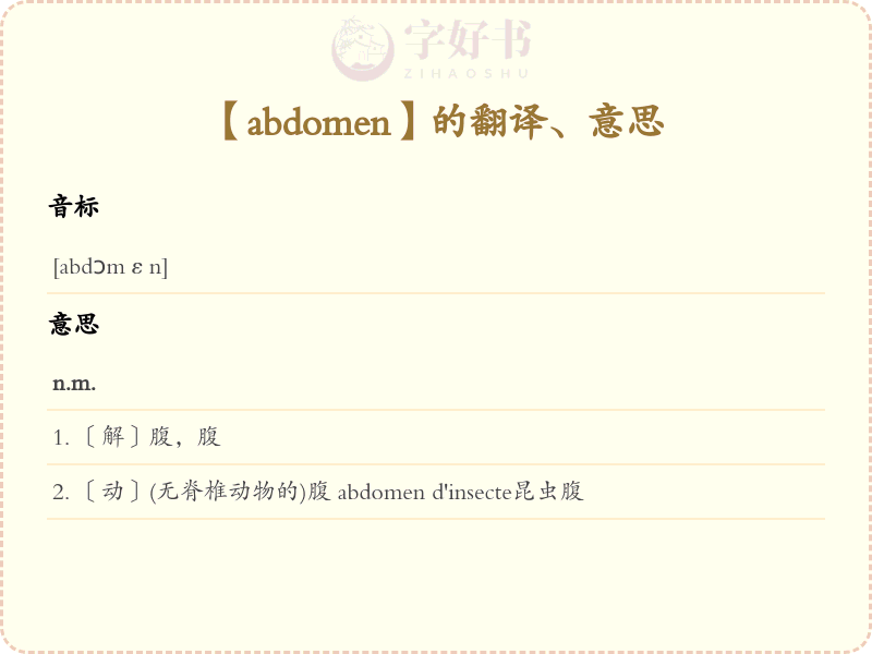 abdomen