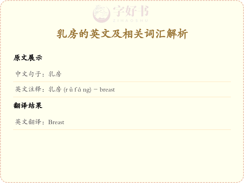 乳房的英文