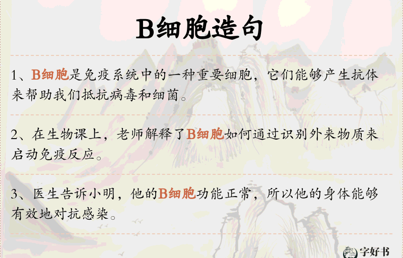 B细胞