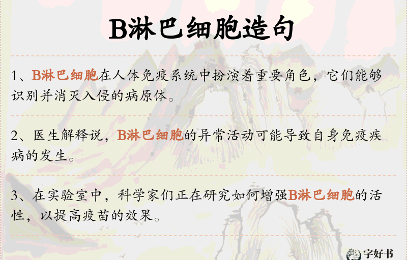B淋巴细胞